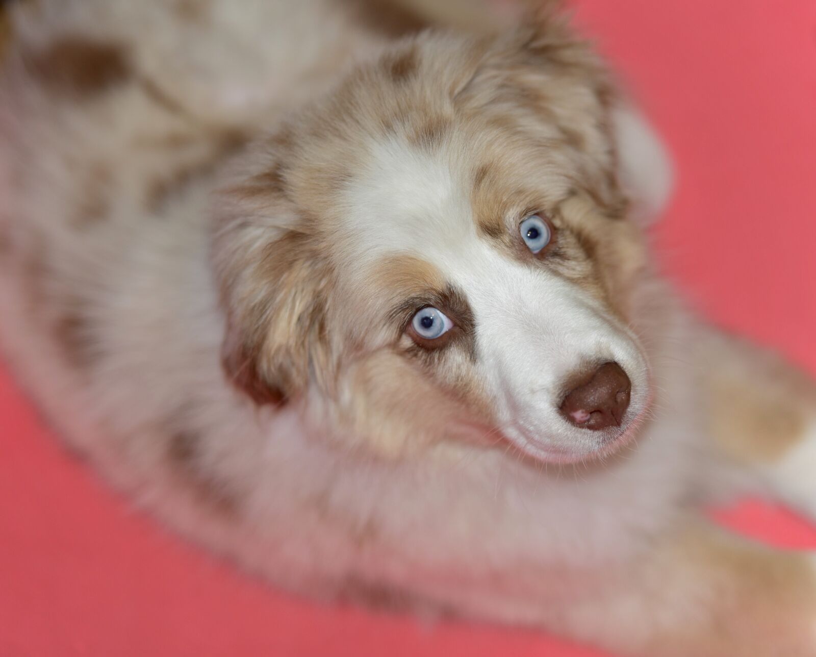 Nikon D810 sample photo. Puppy, dog, cute photography