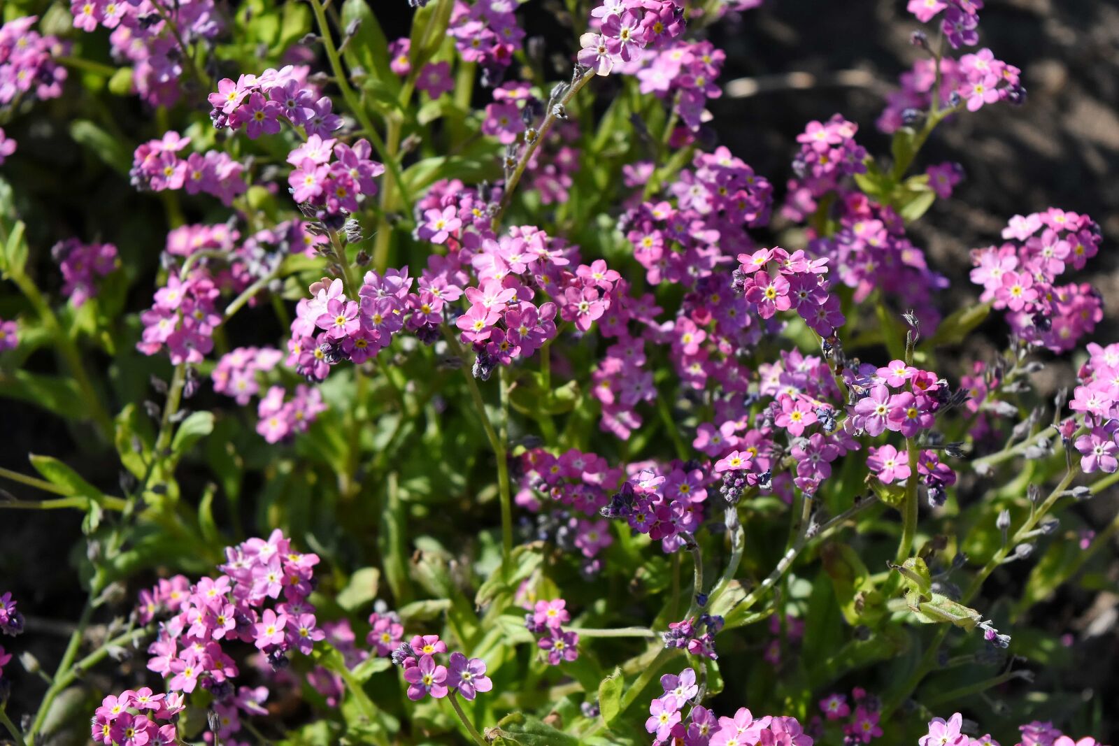 Nikon D5500 sample photo. Nature, plant, garden, summer photography