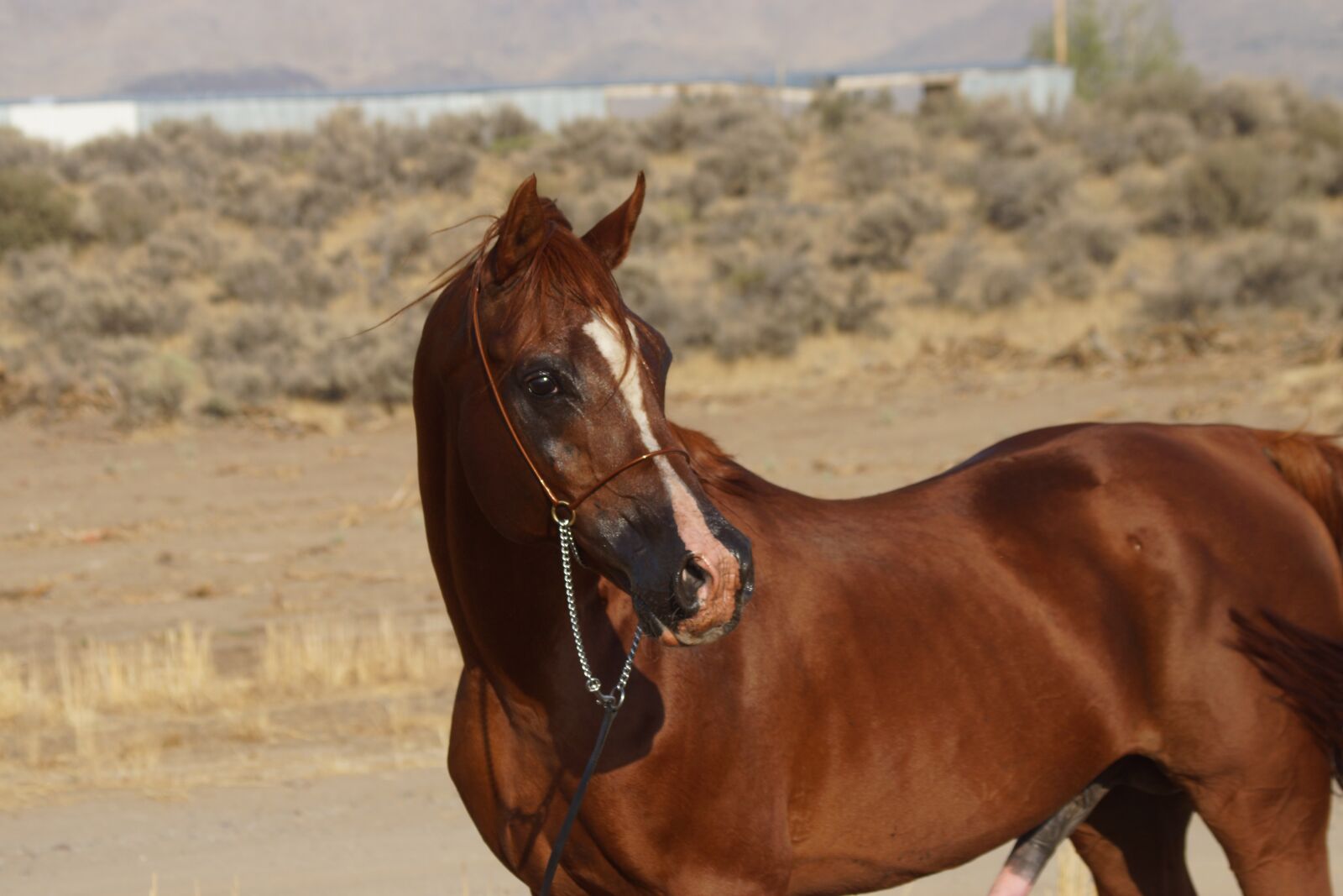 Sony SLT-A77 sample photo. Arabian stallion, mare, horse photography