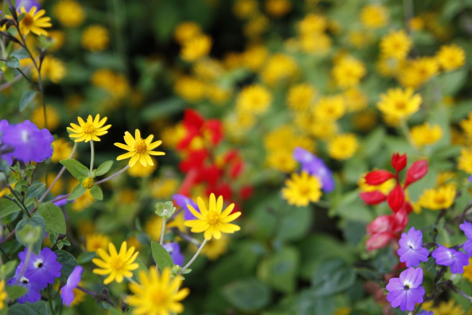 Canon EOS 50D sample photo. Daisy, flower, daisies photography