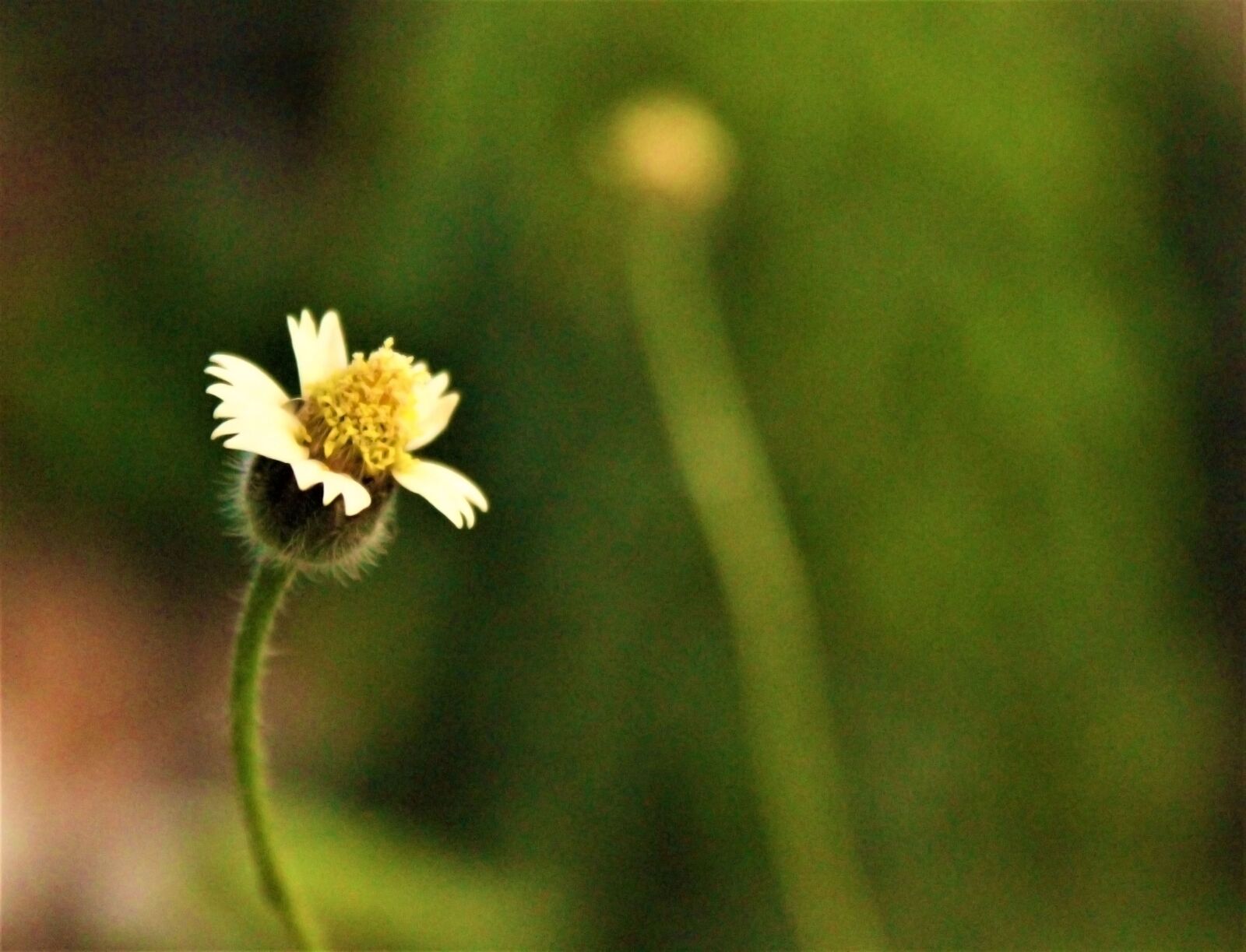 Canon EOS 700D (EOS Rebel T5i / EOS Kiss X7i) + Canon EF-S 18-55mm F3.5-5.6 IS II sample photo. Flower, nature, bloom photography