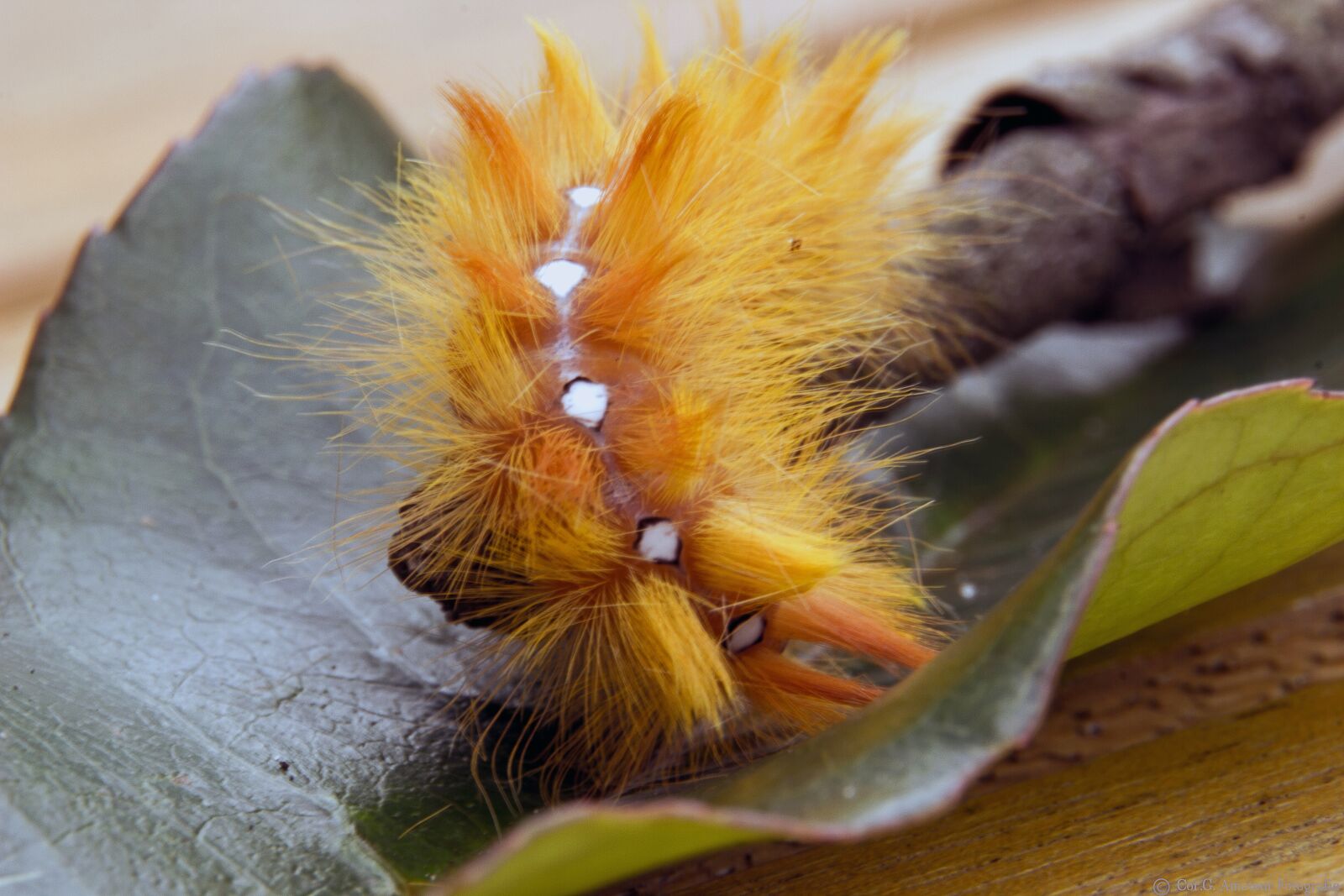Canon EOS 550D (EOS Rebel T2i / EOS Kiss X4) sample photo. Colorful sheep, caterpillar, hairy photography