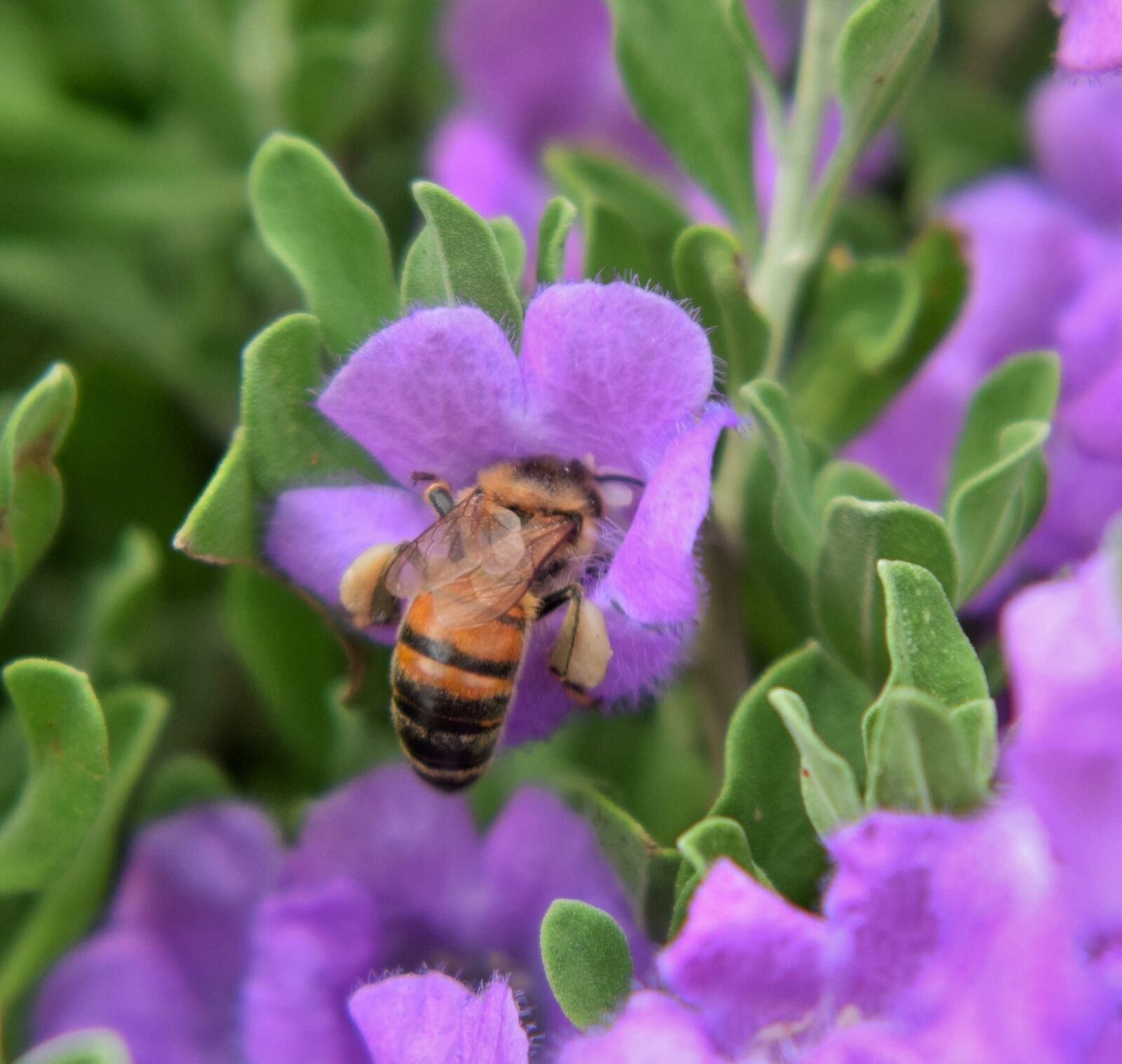 Nikon D5300 sample photo. Bee, honey bee, pollen photography