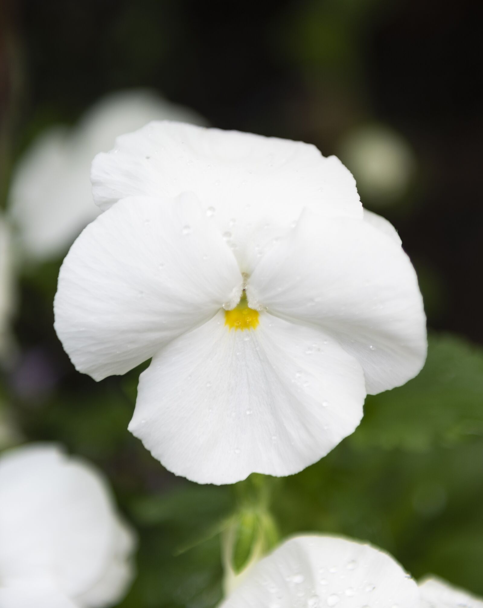 Nikon D810 sample photo. White, flower, nature photography
