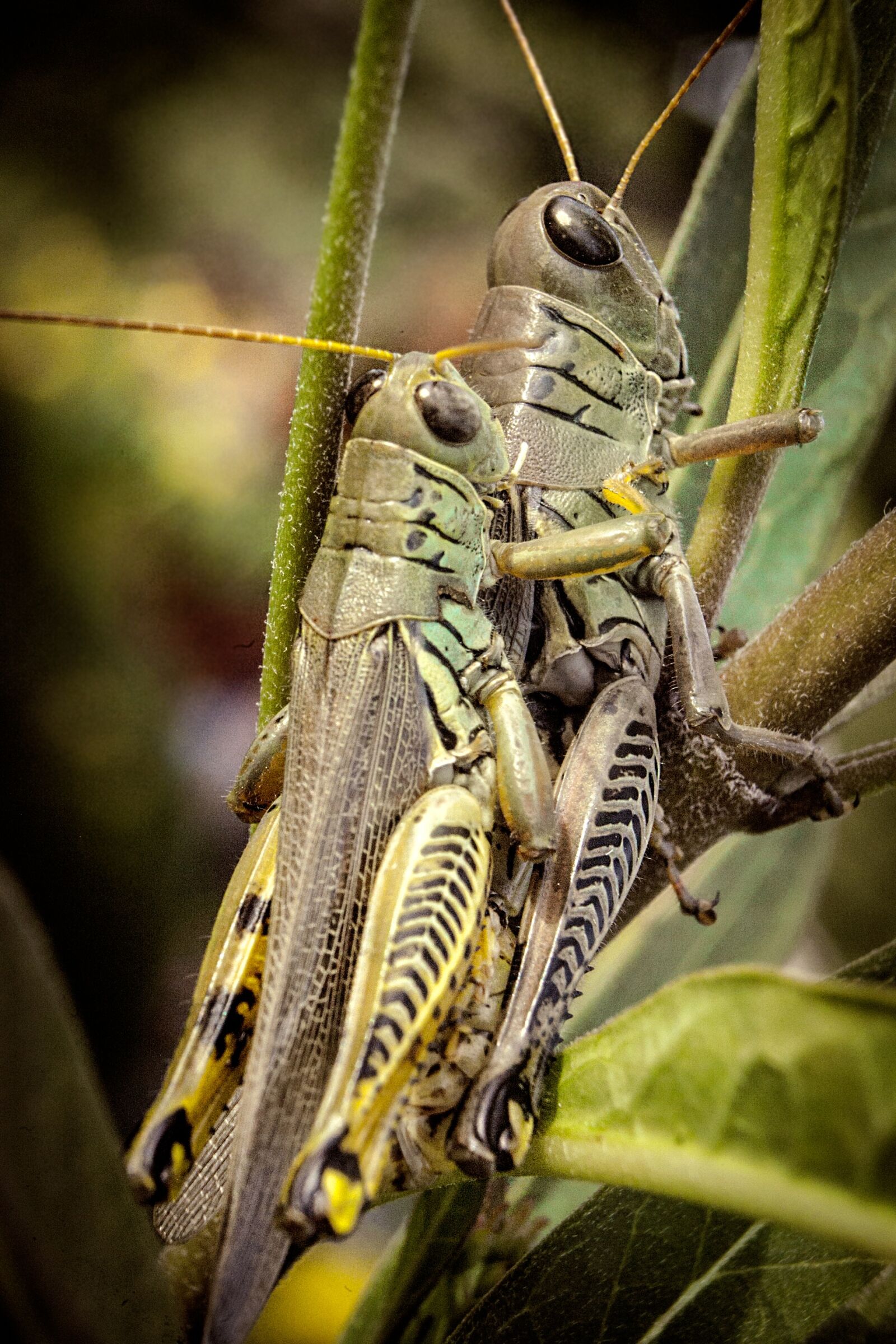 Canon EF 28-80mm f/3.5-5.6 USM sample photo. Grasshopper, nature, macro photography