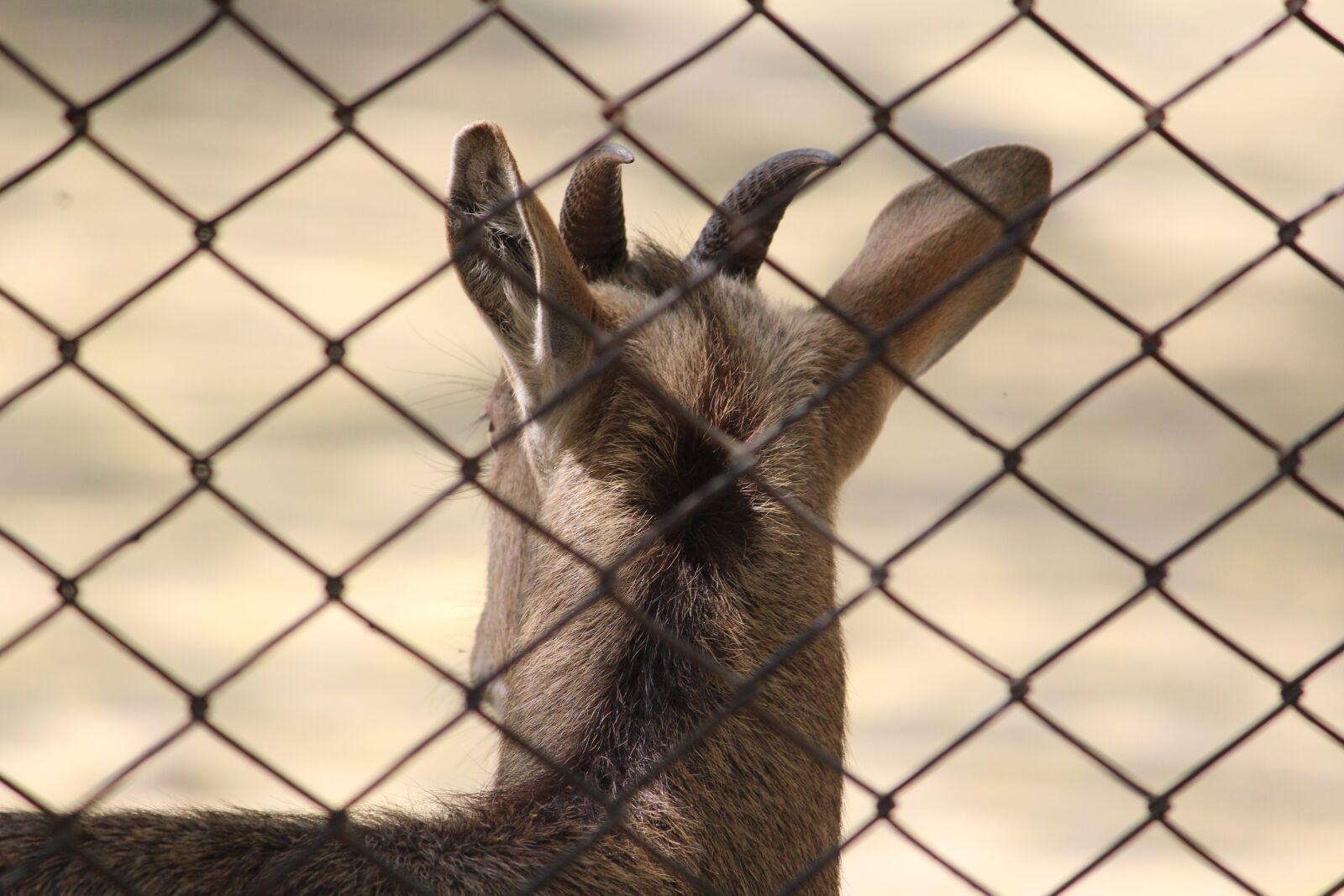 Canon EOS 1200D (EOS Rebel T5 / EOS Kiss X70 / EOS Hi) sample photo. Deer, fence, cage photography