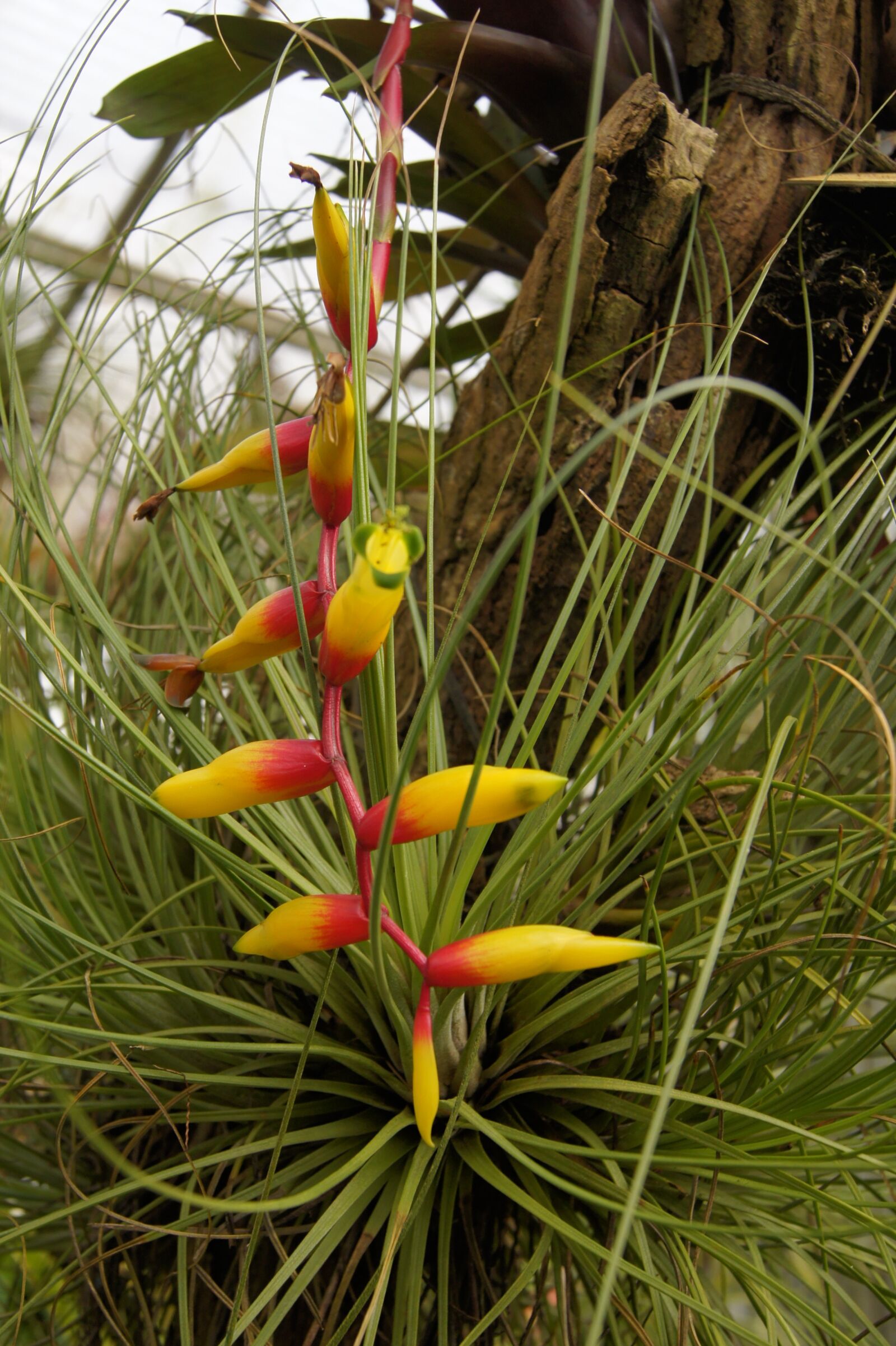 Sony Alpha DSLR-A450 sample photo. Nature, flowers, macro photography