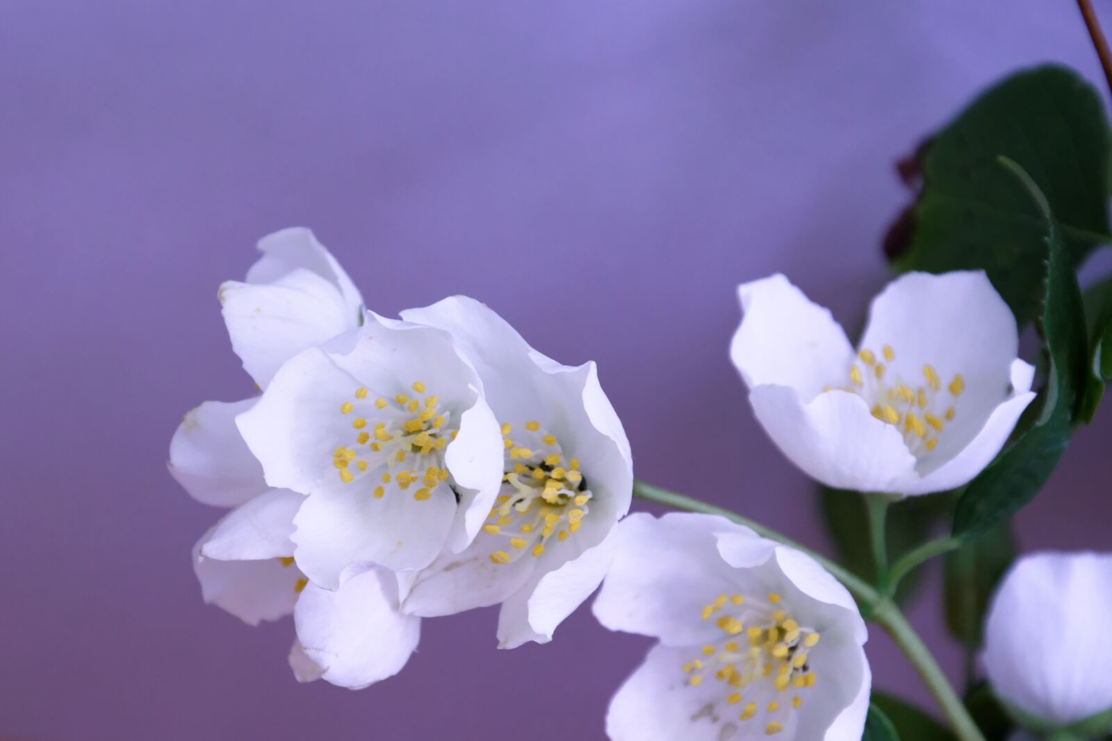 Nikon D5300 sample photo. Jasmin, flower, blossom photography