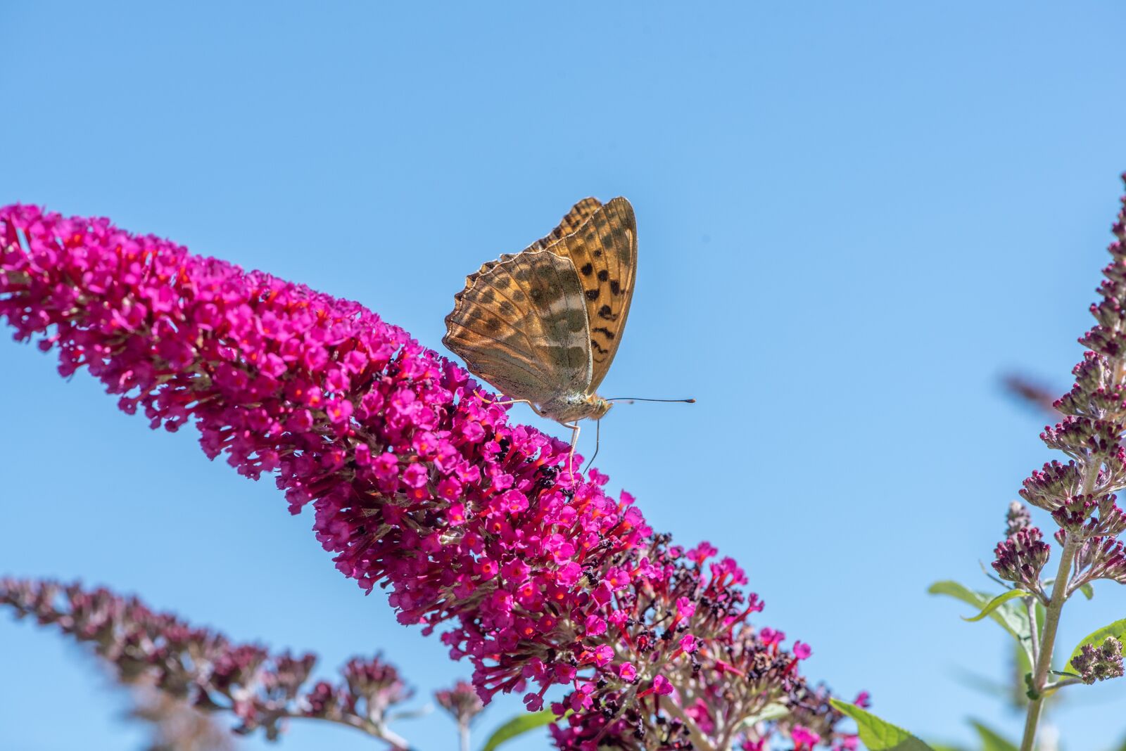 Nikon D750 sample photo. Butterfly, butterflies, lilac photography