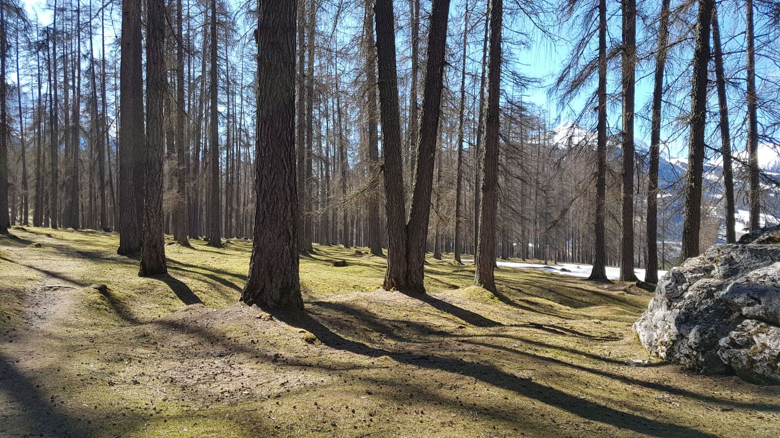 Samsung Galaxy S7 sample photo. Forest, nature, sun photography