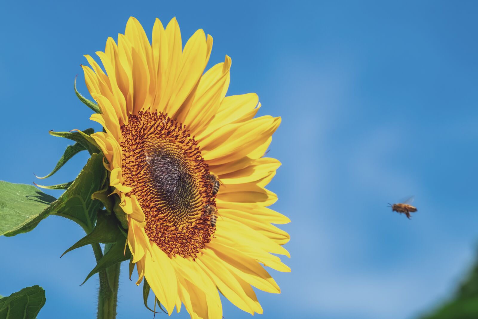 Fujifilm XF 55-200mm F3.5-4.8 R LM OIS sample photo. Sunflower, flower, yellow photography