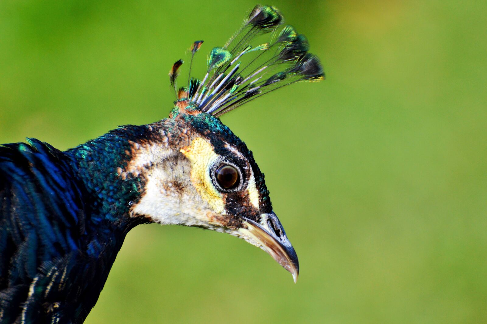 Nikon D3200 sample photo. Bird, peacock, peacock feathers photography