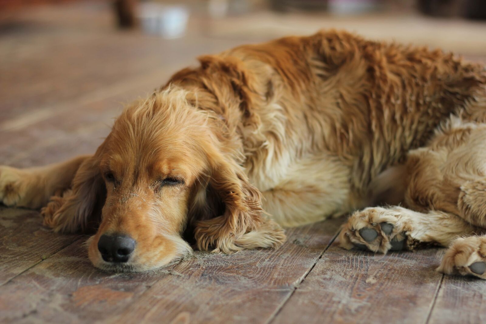 Canon EOS 550D (EOS Rebel T2i / EOS Kiss X4) sample photo. Cocker spaniel, purebred, sleeping photography