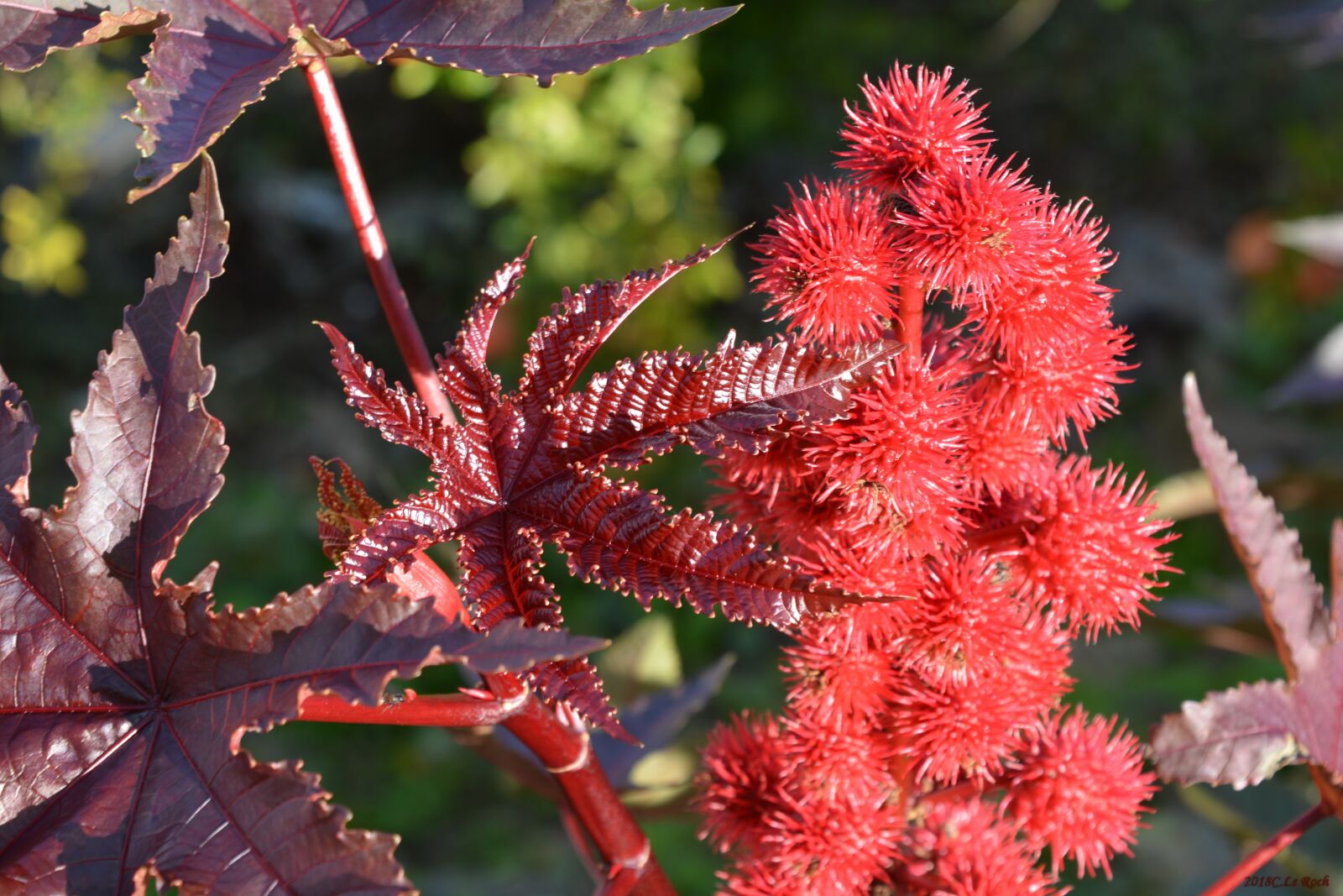 Nikon D5200 sample photo. Flowers, nature, red photography