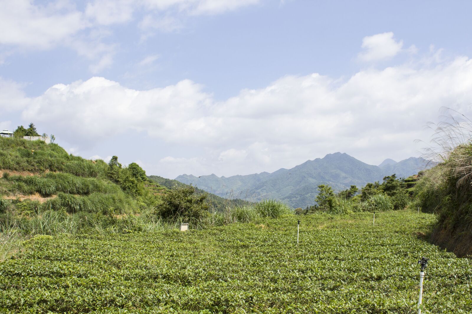 Canon EOS 650D (EOS Rebel T4i / EOS Kiss X6i) sample photo. Anxi tieguanyin tea, mountain photography