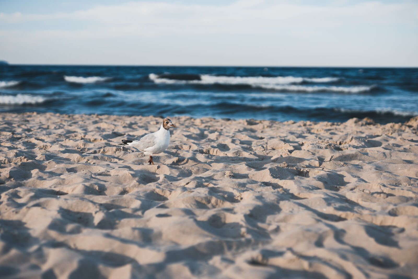 Canon 50mm F1.4 DG HSM | Art 014 sample photo. Black-headed gull, sand, beach photography