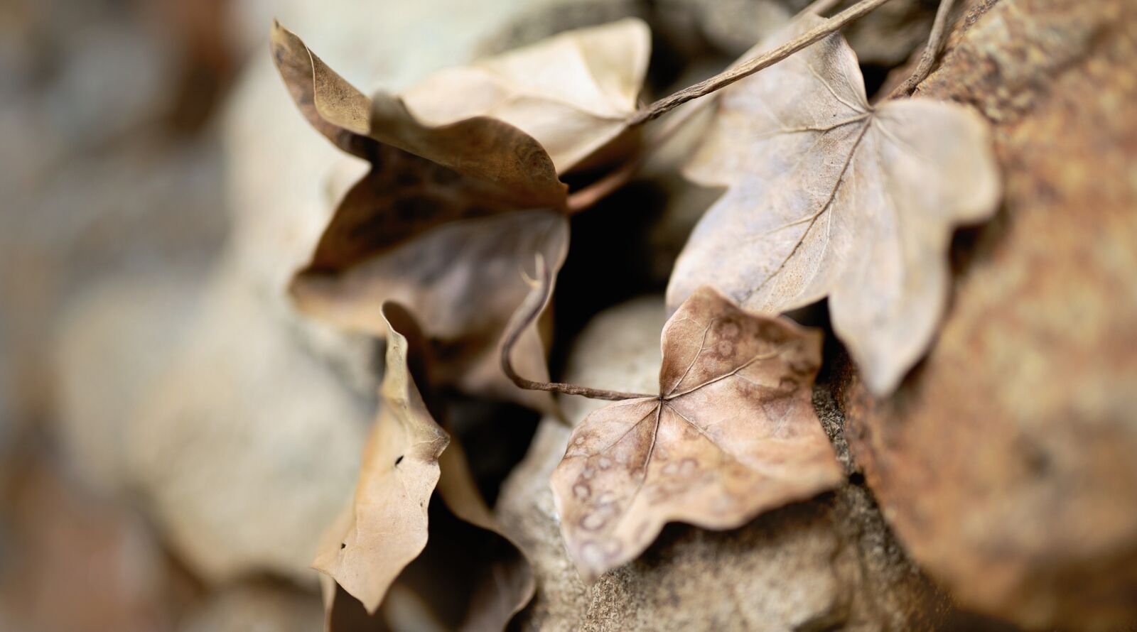 Nikon D610 sample photo. Leaves, ivy, dry leaves photography