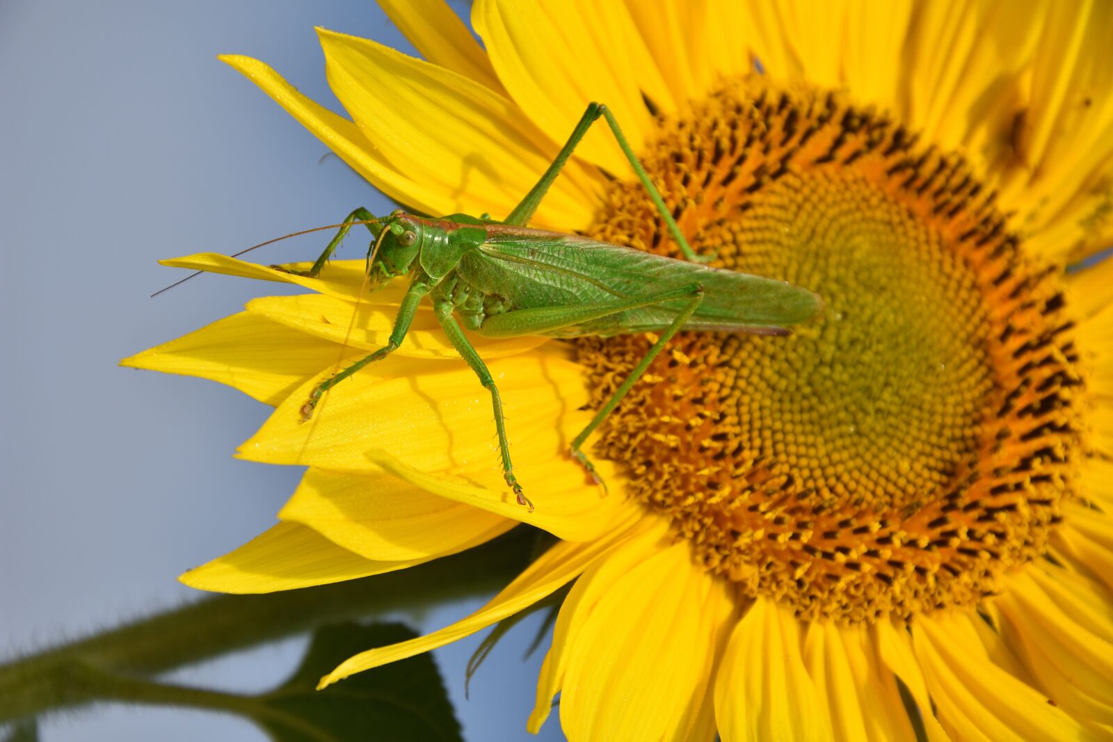 Nikon D7200 sample photo. Delicate insect, grasshopper, sunflower photography
