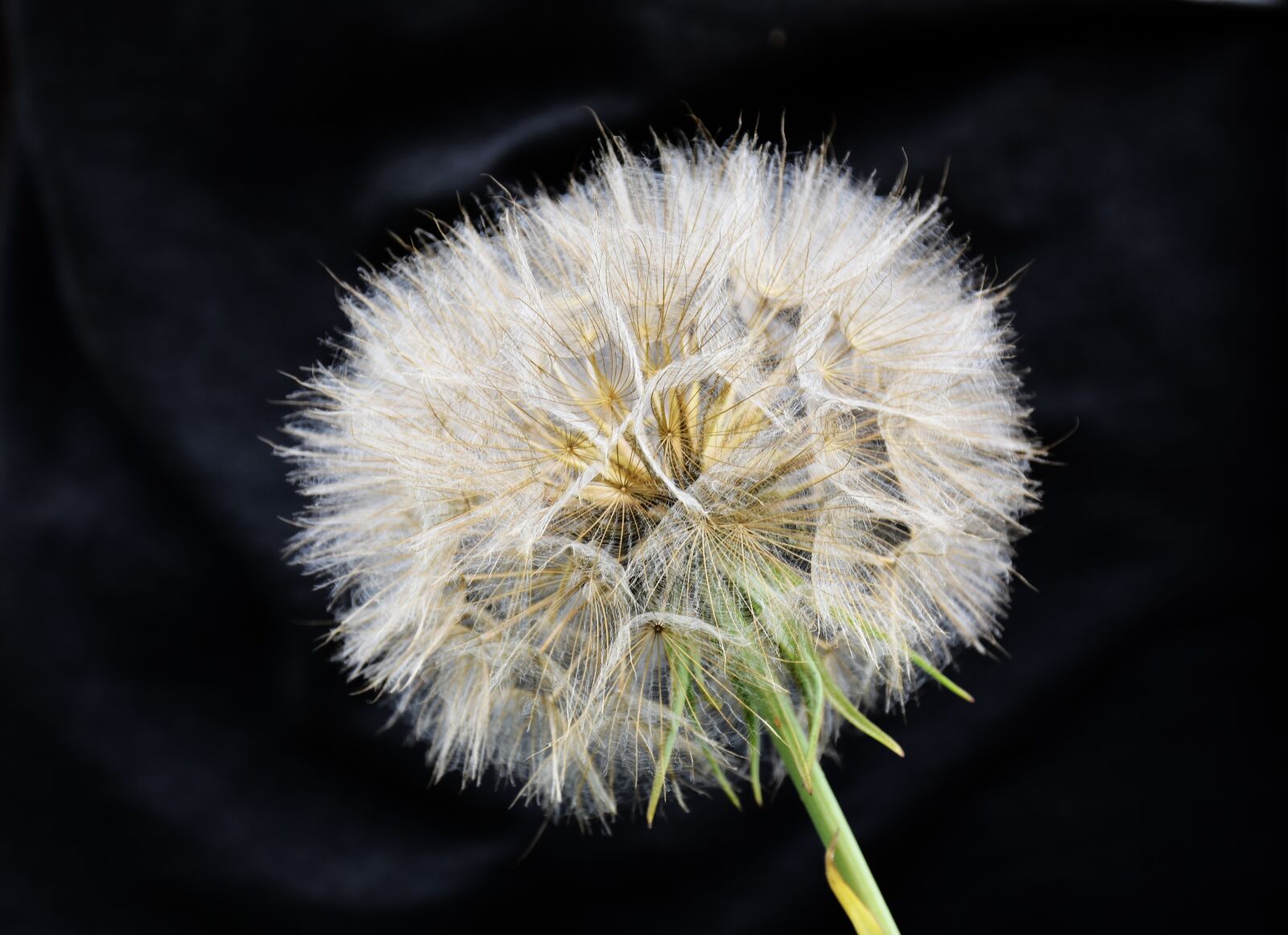 Nikon D7200 sample photo. Dandelion, seed, tragopogon dubius photography