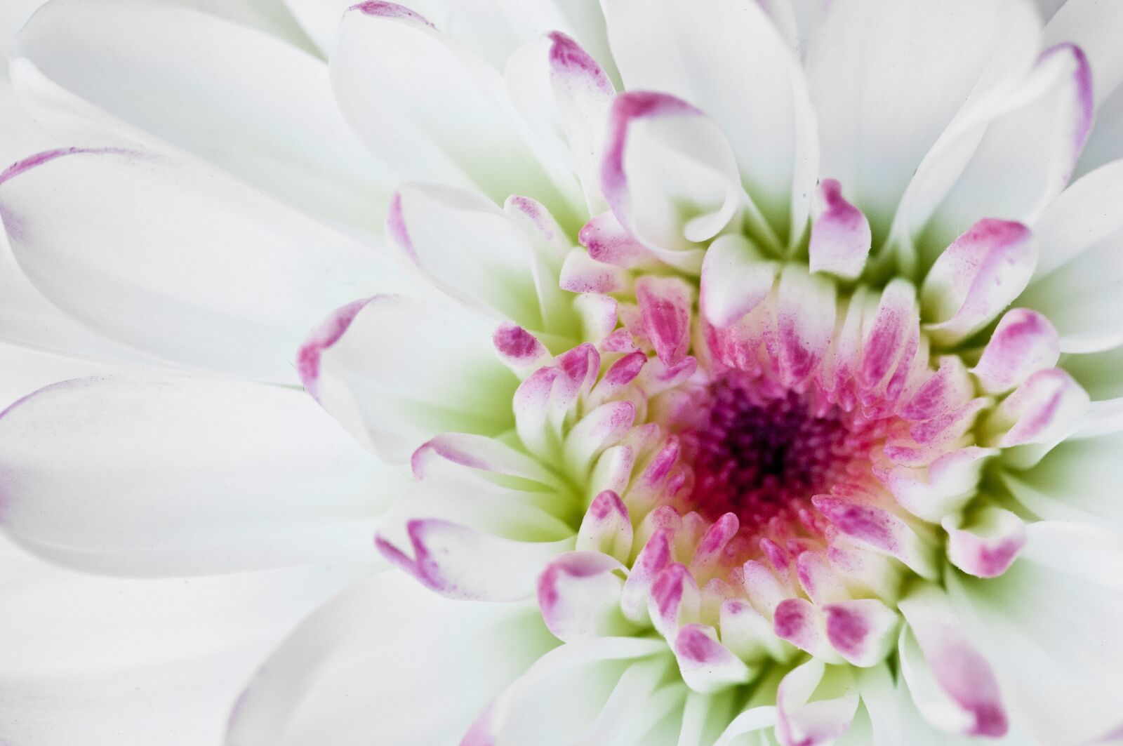 Nikon D300S sample photo. Macro, flower, white photography