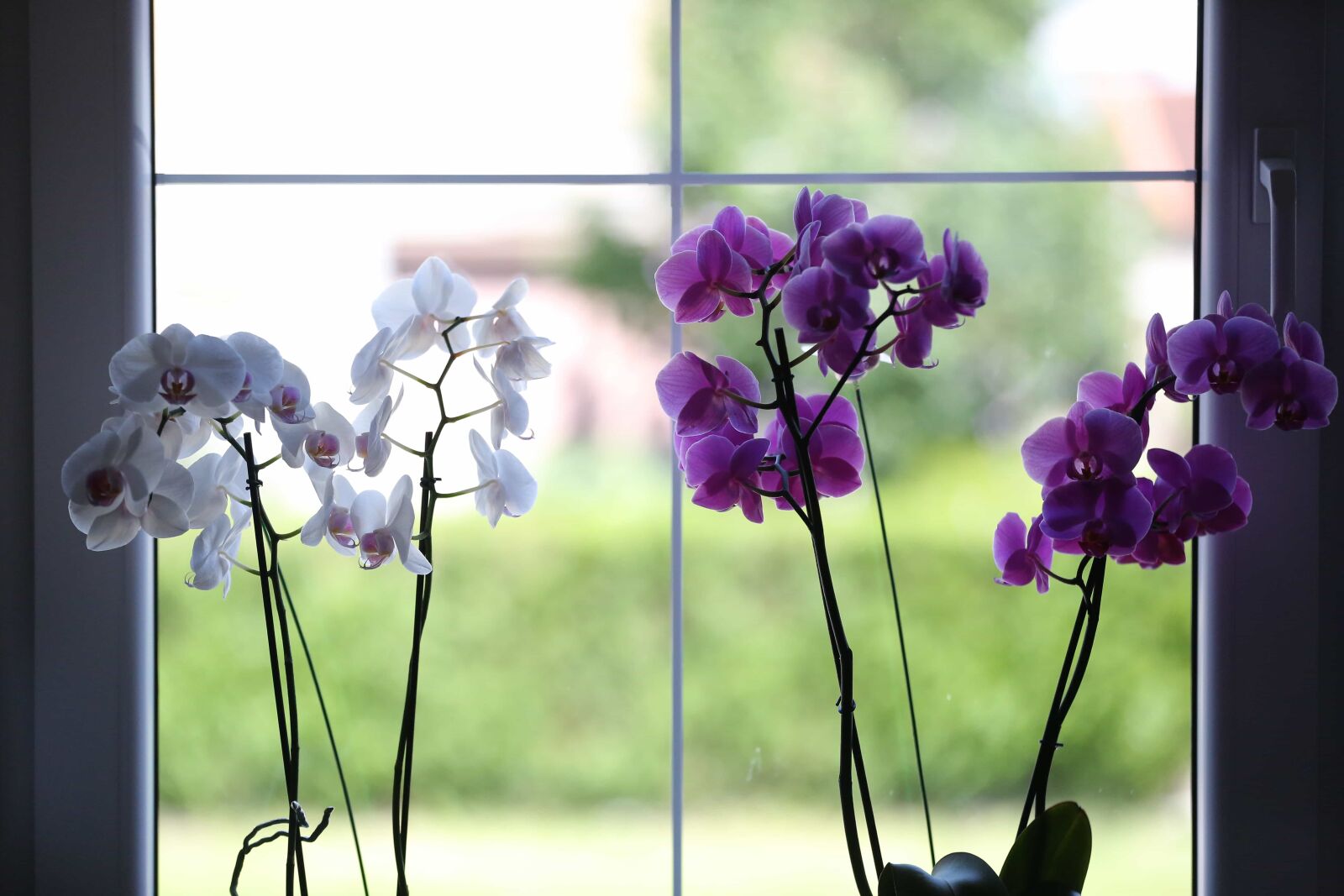 Canon EOS 5D Mark III sample photo. Indoor, orchid, purple, shadow photography