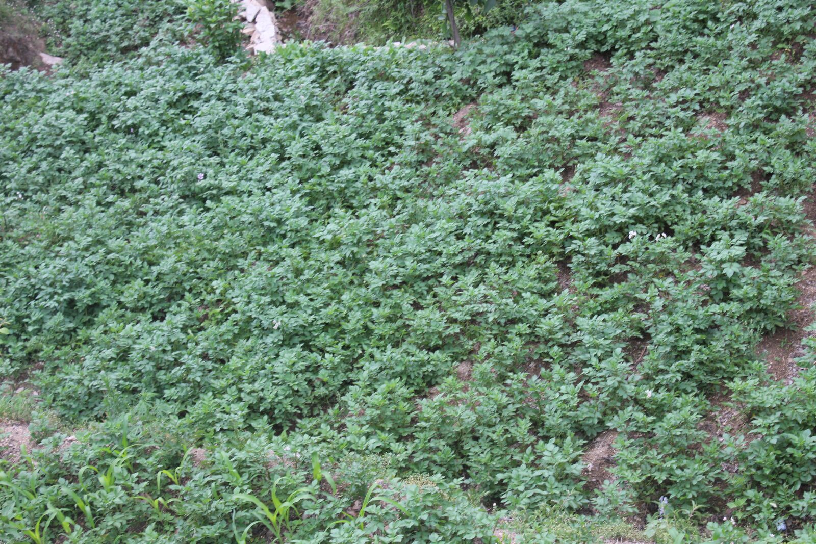 Canon EOS 700D (EOS Rebel T5i / EOS Kiss X7i) sample photo. Field, nature, potato photography