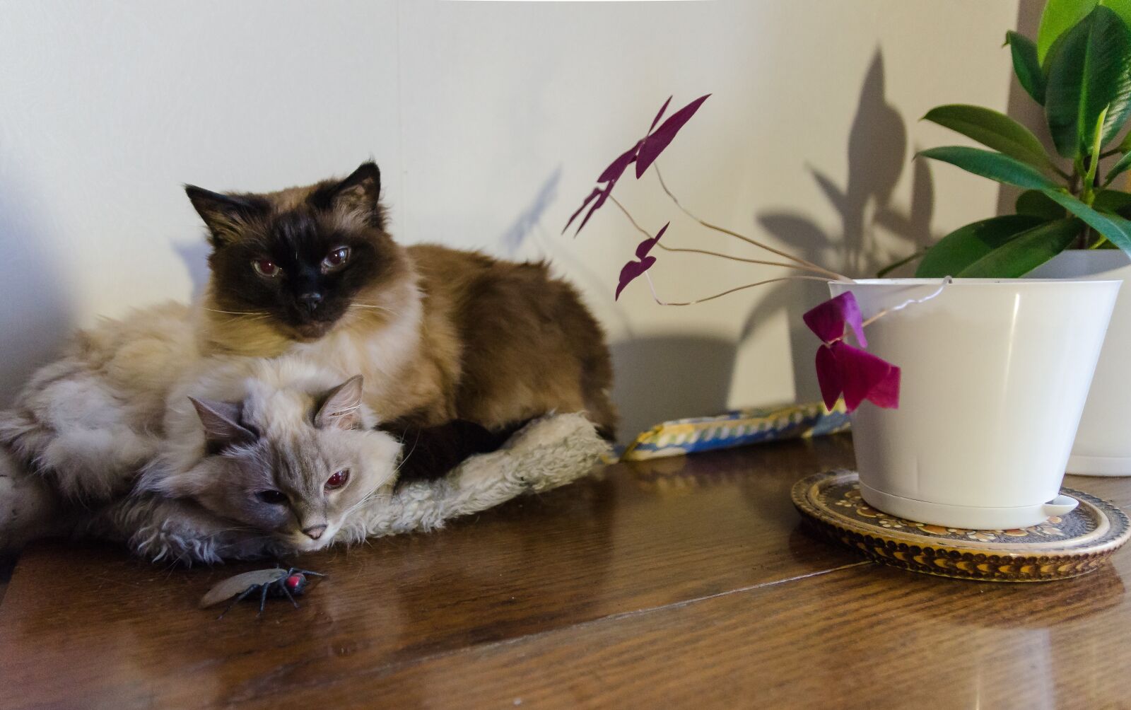 Nikon D7000 sample photo. Cats, table, house photography