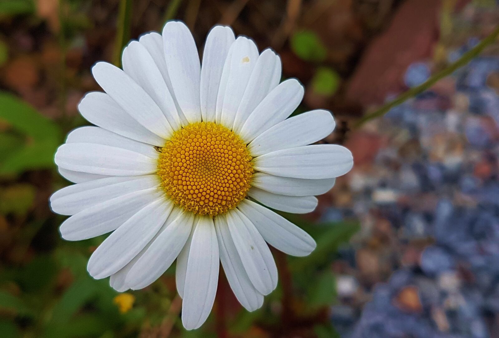 Samsung Galaxy S7 Edge sample photo. Flower, natur, daisy photography