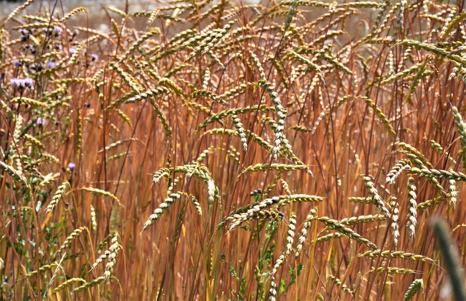 Nikon D7200 sample photo. Grain, cereals, wheat photography