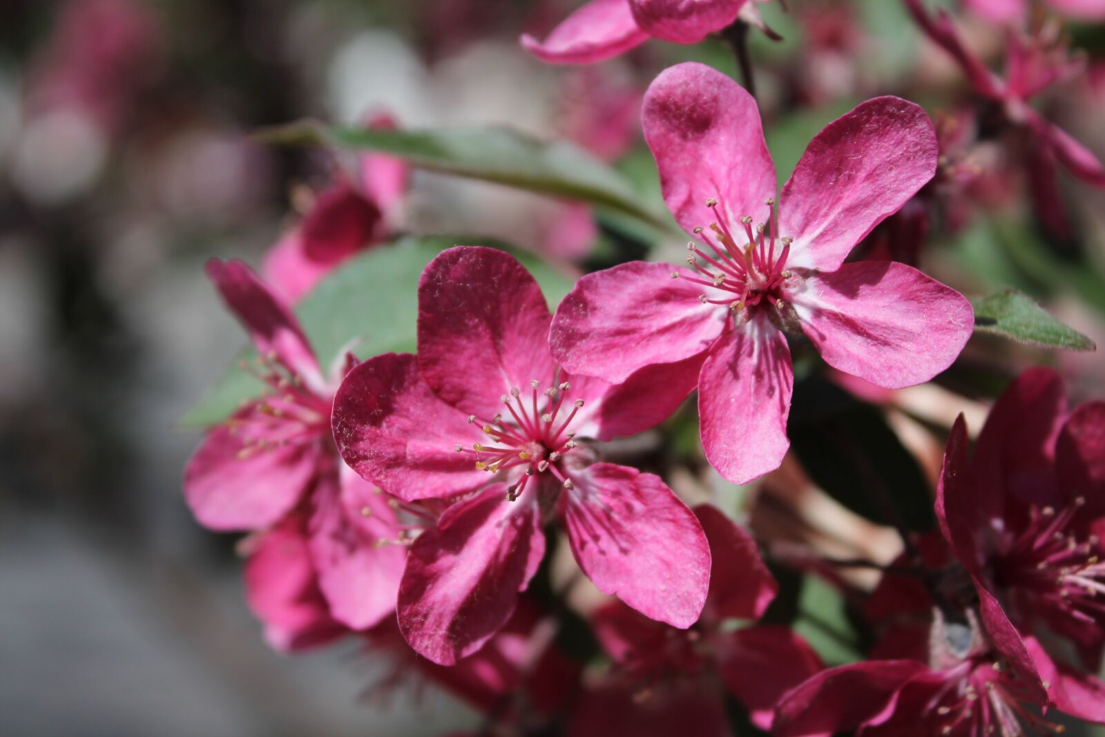 Canon EOS 1100D (EOS Rebel T3 / EOS Kiss X50) sample photo. Flower, plant, nature photography