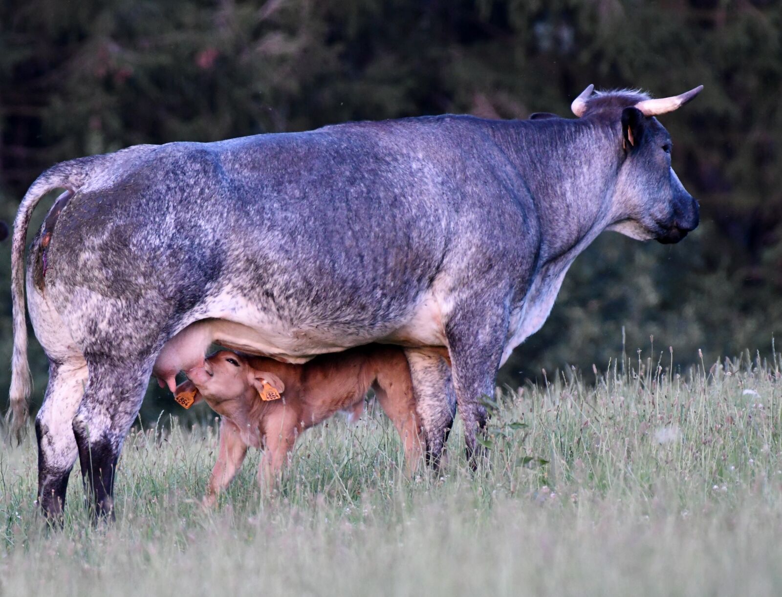 Nikon D500 sample photo. Cow, calf, suckle photography