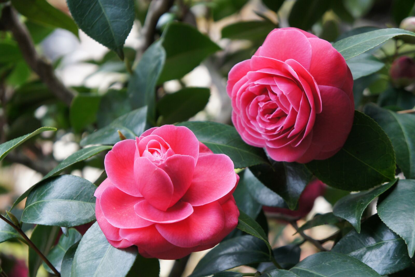 Sony Alpha NEX-5 sample photo. Flower, rose, flora photography