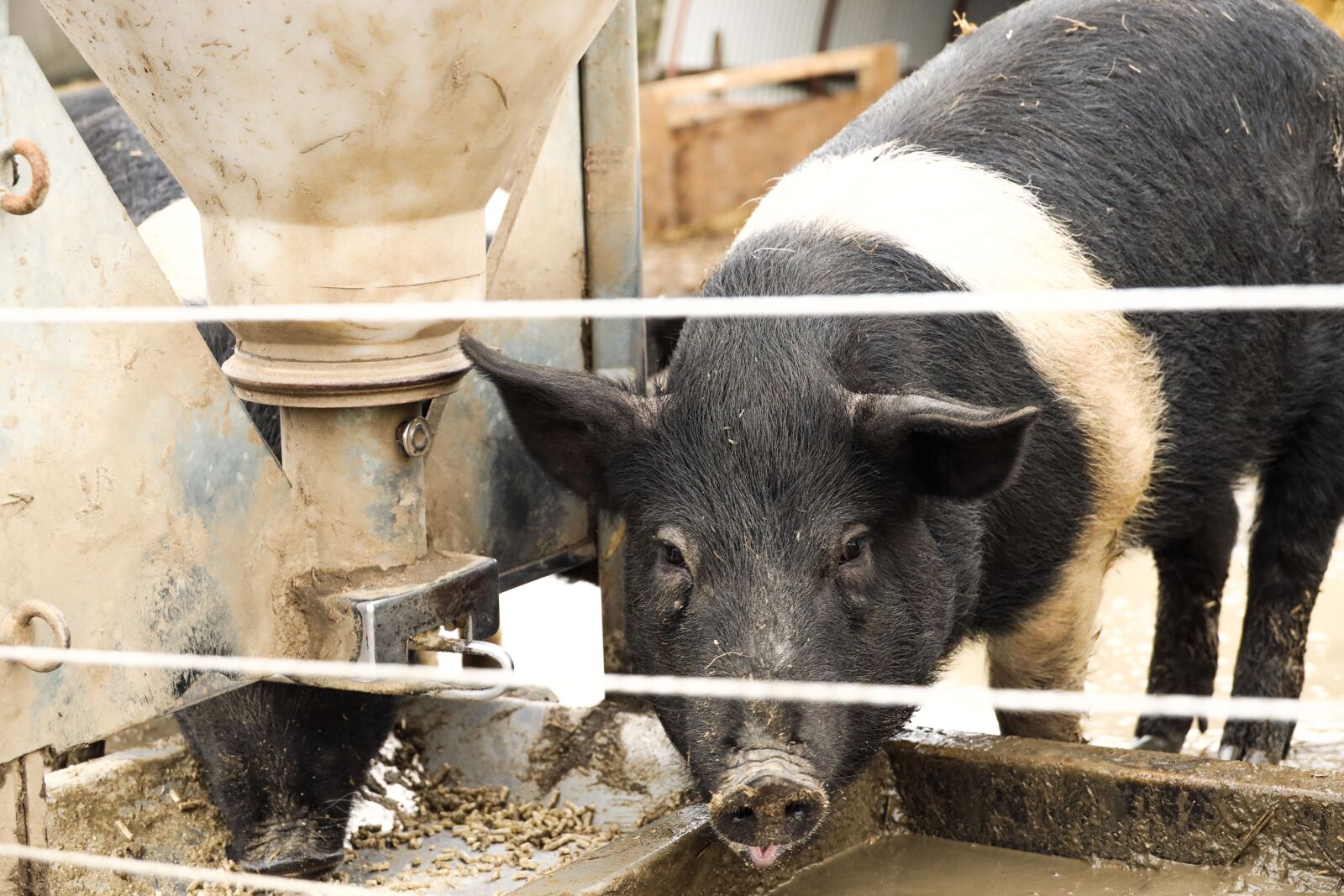 Canon EOS R sample photo. Pig, animal, farm photography