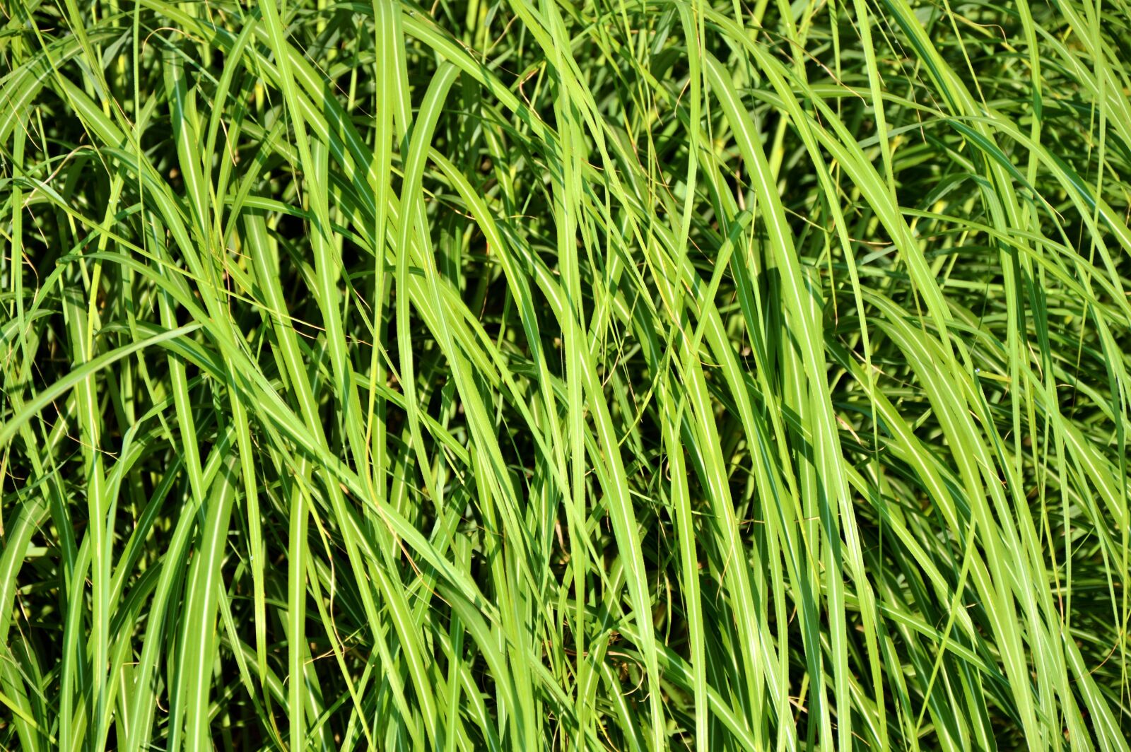 Nikon D3200 sample photo. Grass, blades of grass photography