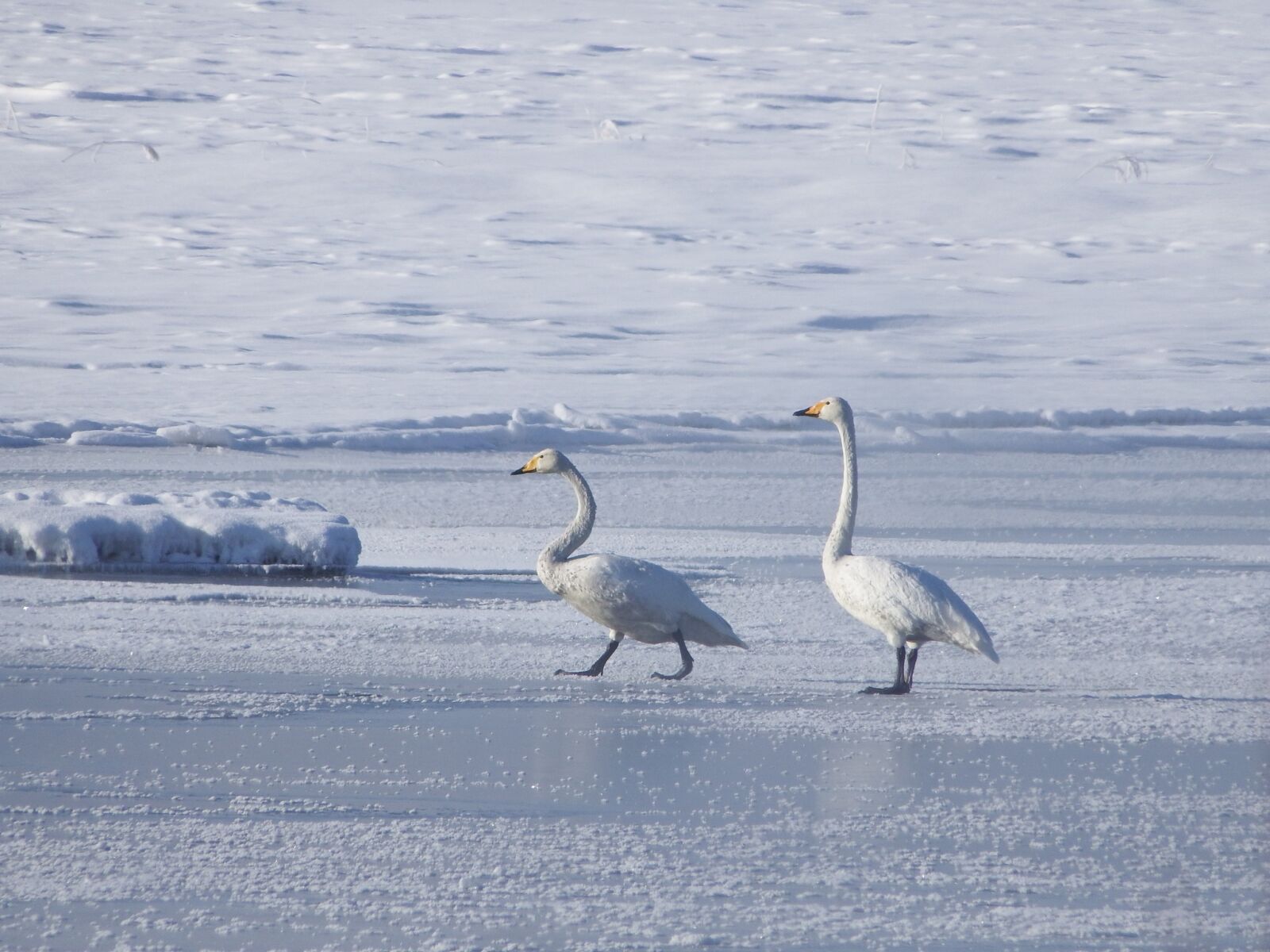 Fujifilm FinePix S1 sample photo. The wild swans, the photography