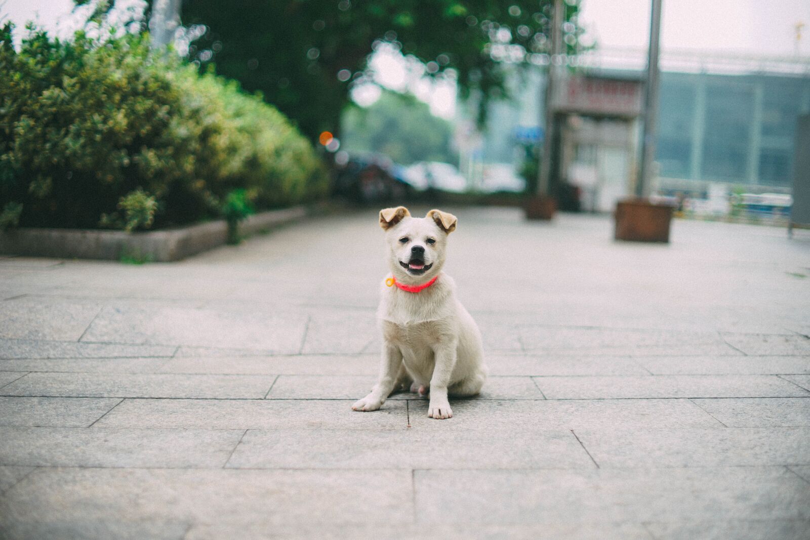 Minolta AF 50mm F1.4 [New] sample photo. Dog, pets, animal photography