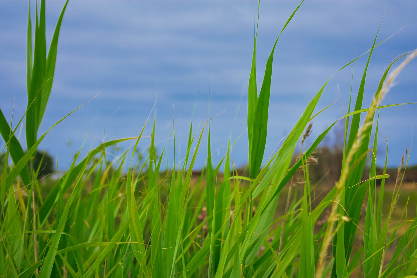 Nikon D3400 sample photo. Grasses, green, depth of photography