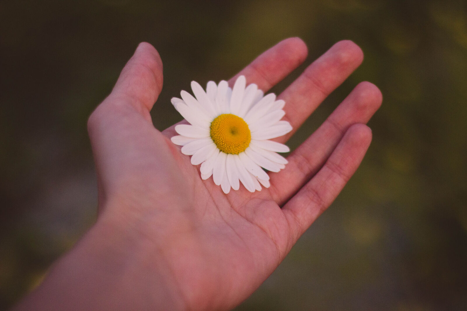 Canon EOS 600D (Rebel EOS T3i / EOS Kiss X5) + Canon EF 50mm F1.8 II sample photo. White, and, yellow, petaled photography