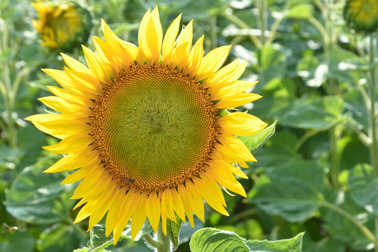Nikon D3200 sample photo. Sunflower, blossom, bloom photography