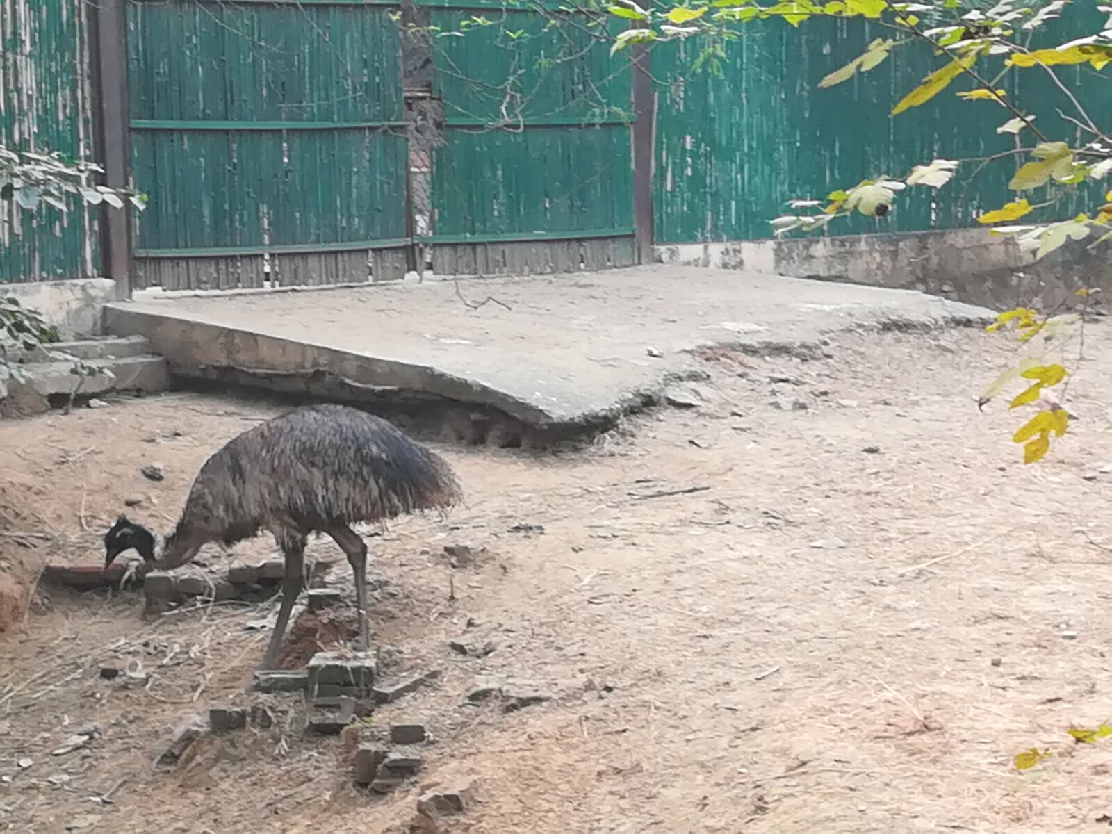HUAWEI honor 6x sample photo. Indian zoo, big bird photography