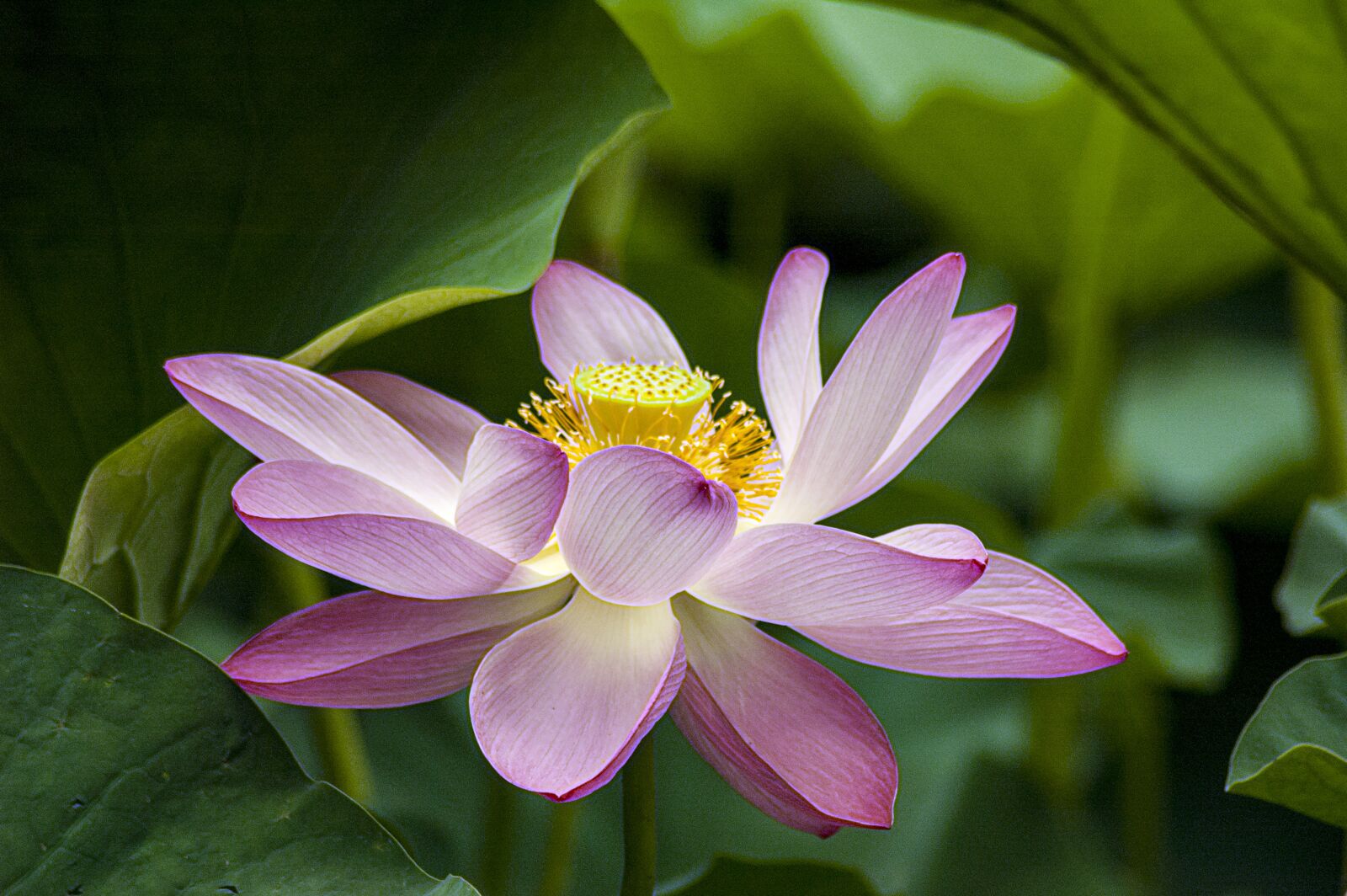 Nikon D70 sample photo. Lotus, flowers, pink photography