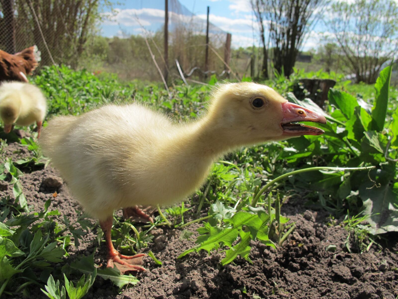Canon PowerShot G12 sample photo. Gosling, goose, village photography