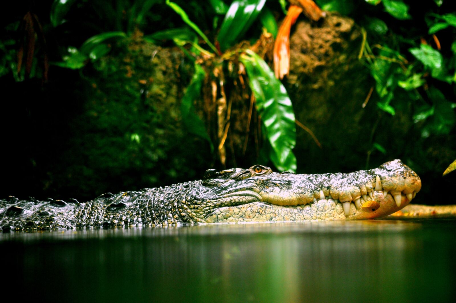 Nikon D90 sample photo. Crocodile, reptile, croc photography