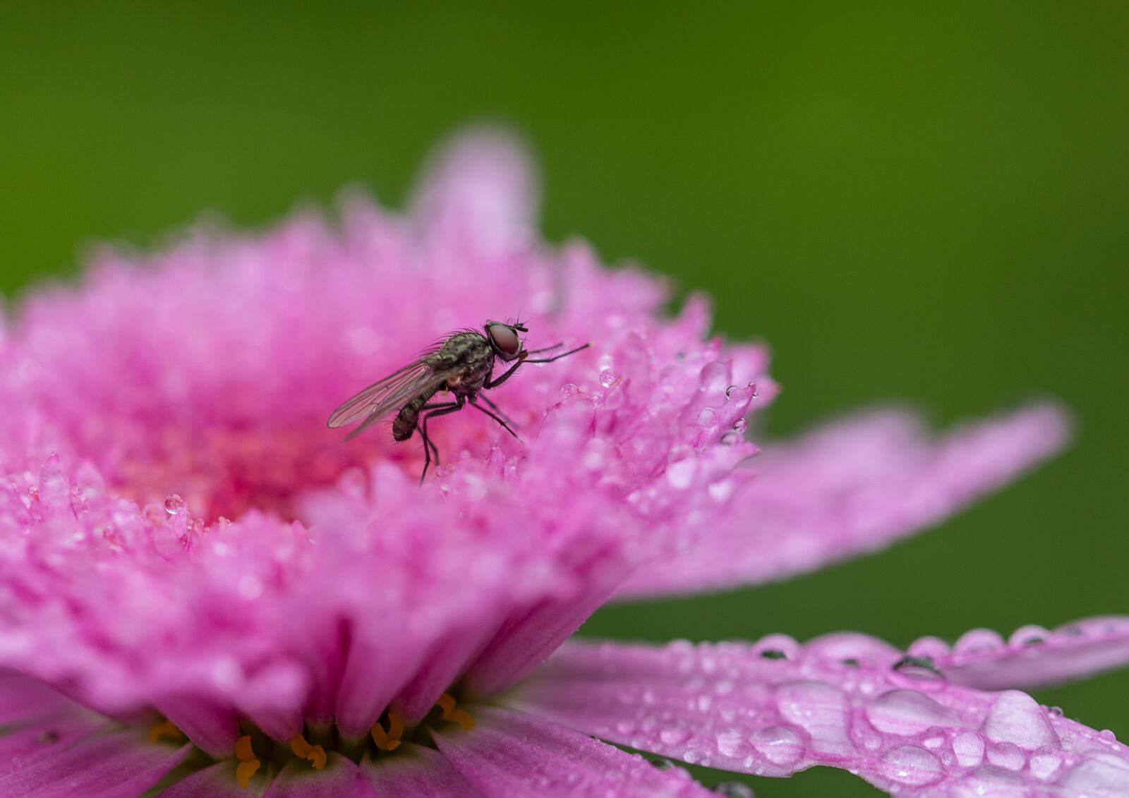 Canon EF 100mm F2.8L Macro IS USM sample photo. Fly, pink flowers, garden photography
