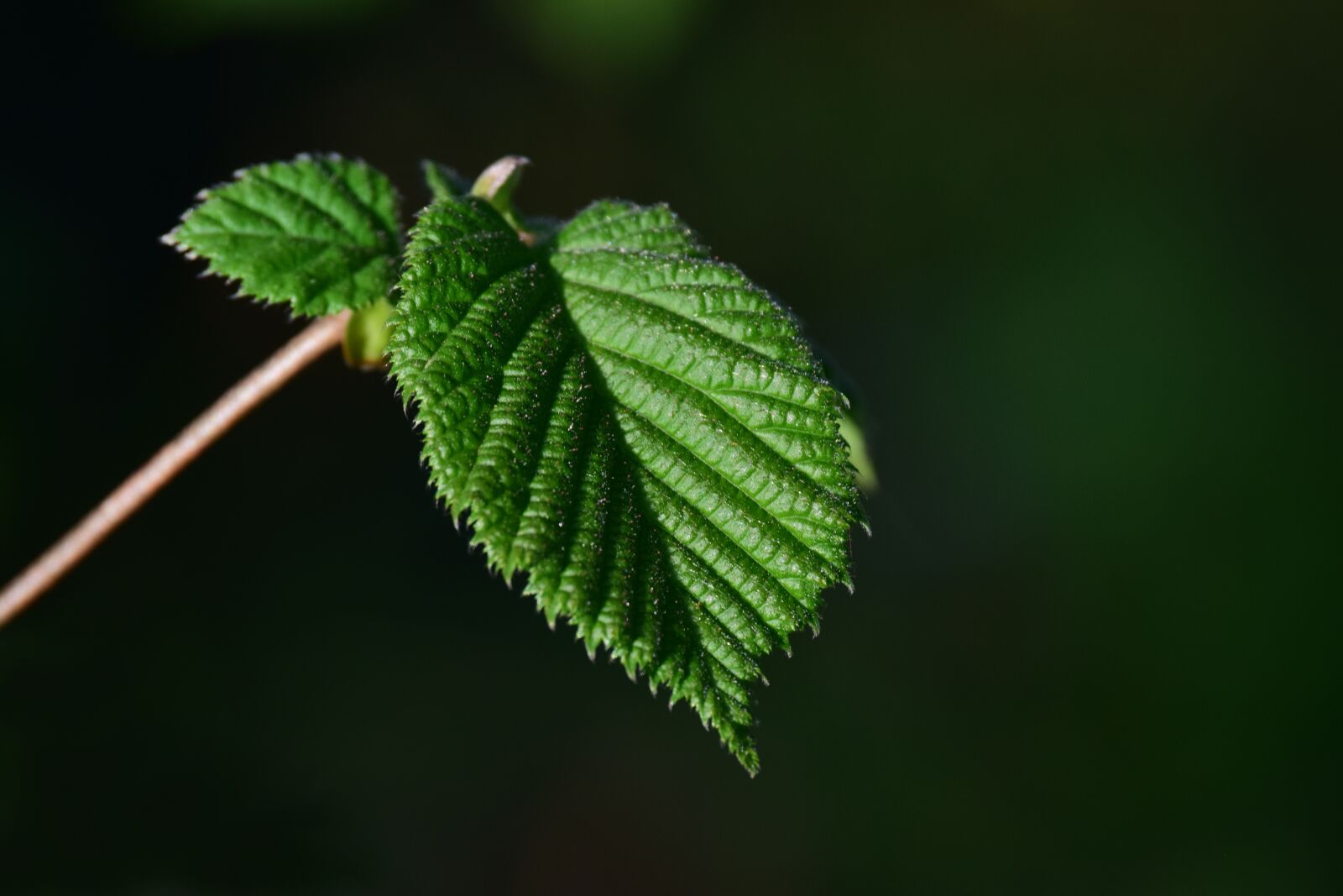 Nikon D3300 sample photo. Leaf, plant, nature photography