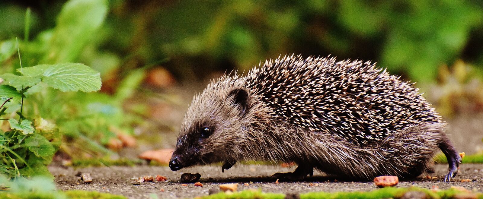 Nikon D7200 sample photo. Hedgehog child, young hedgehog photography