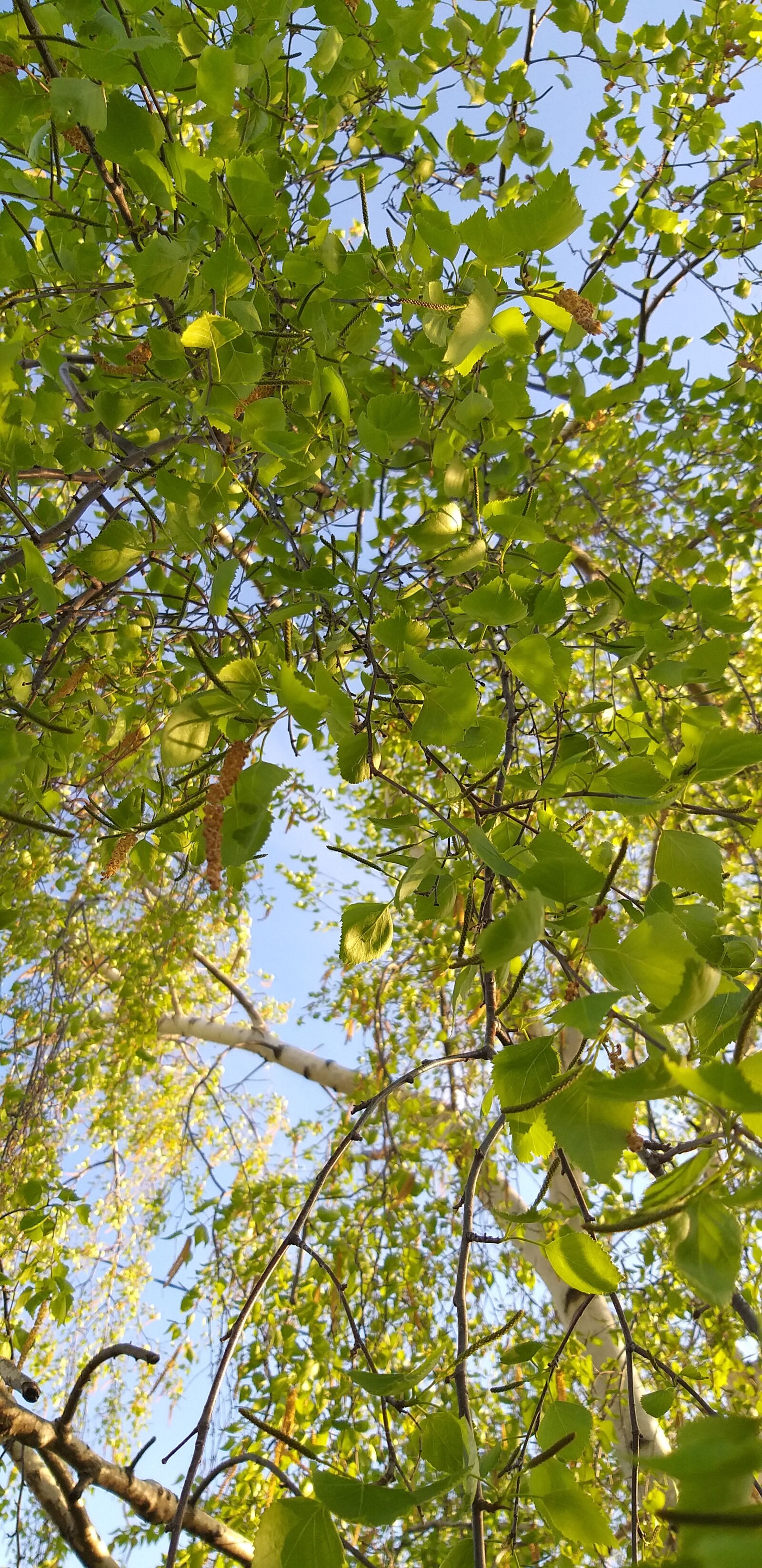 Samsung SM-A605FN sample photo. Birch, sky, freedom photography