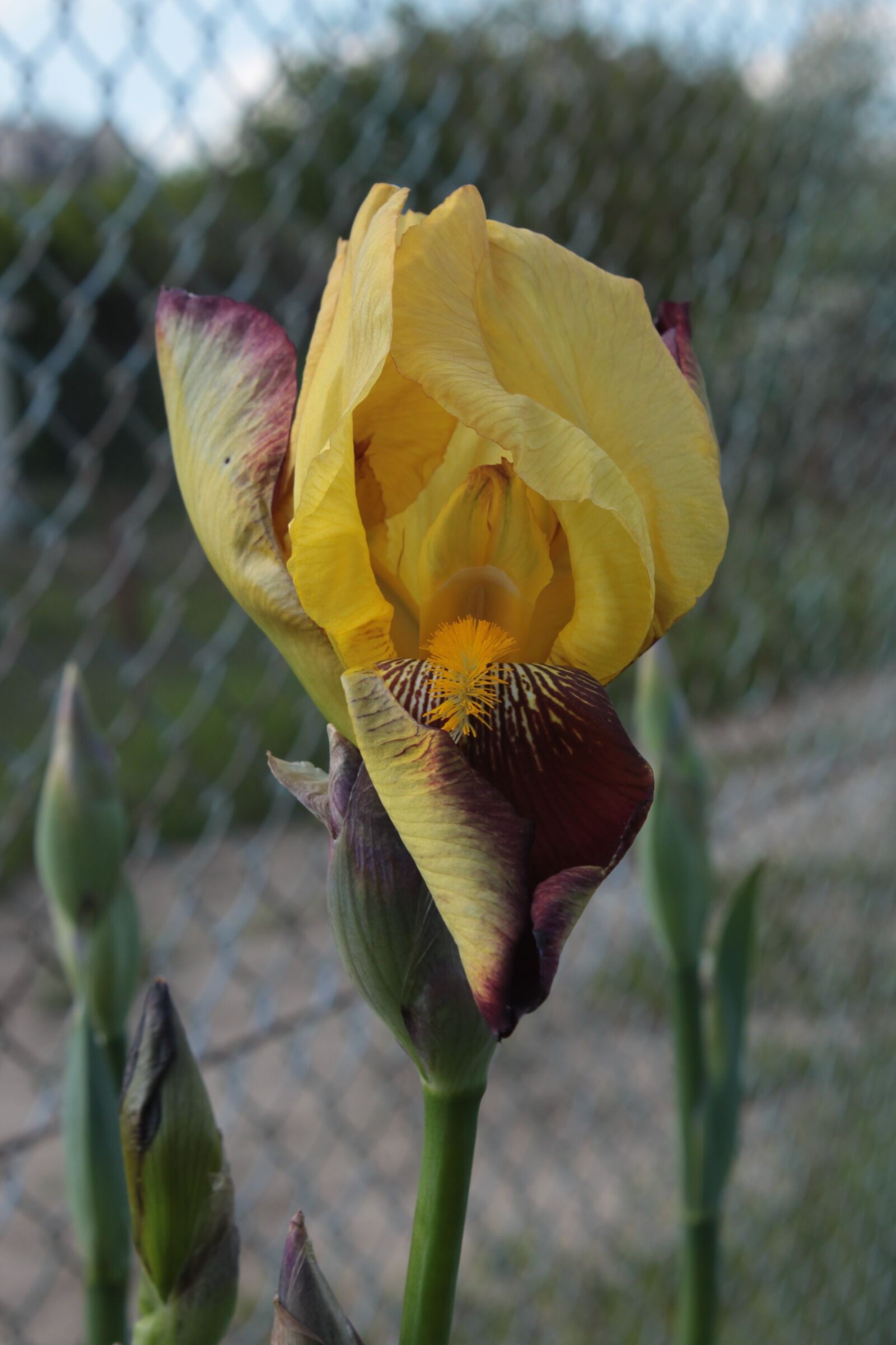 Canon EOS 500D (EOS Rebel T1i / EOS Kiss X3) sample photo. Iris, flower, yellow photography