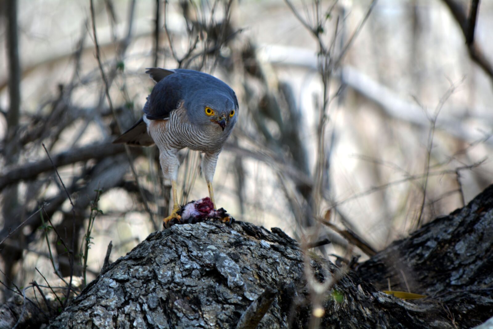 Nikon D5200 sample photo. Bird, nature, wildlife photography