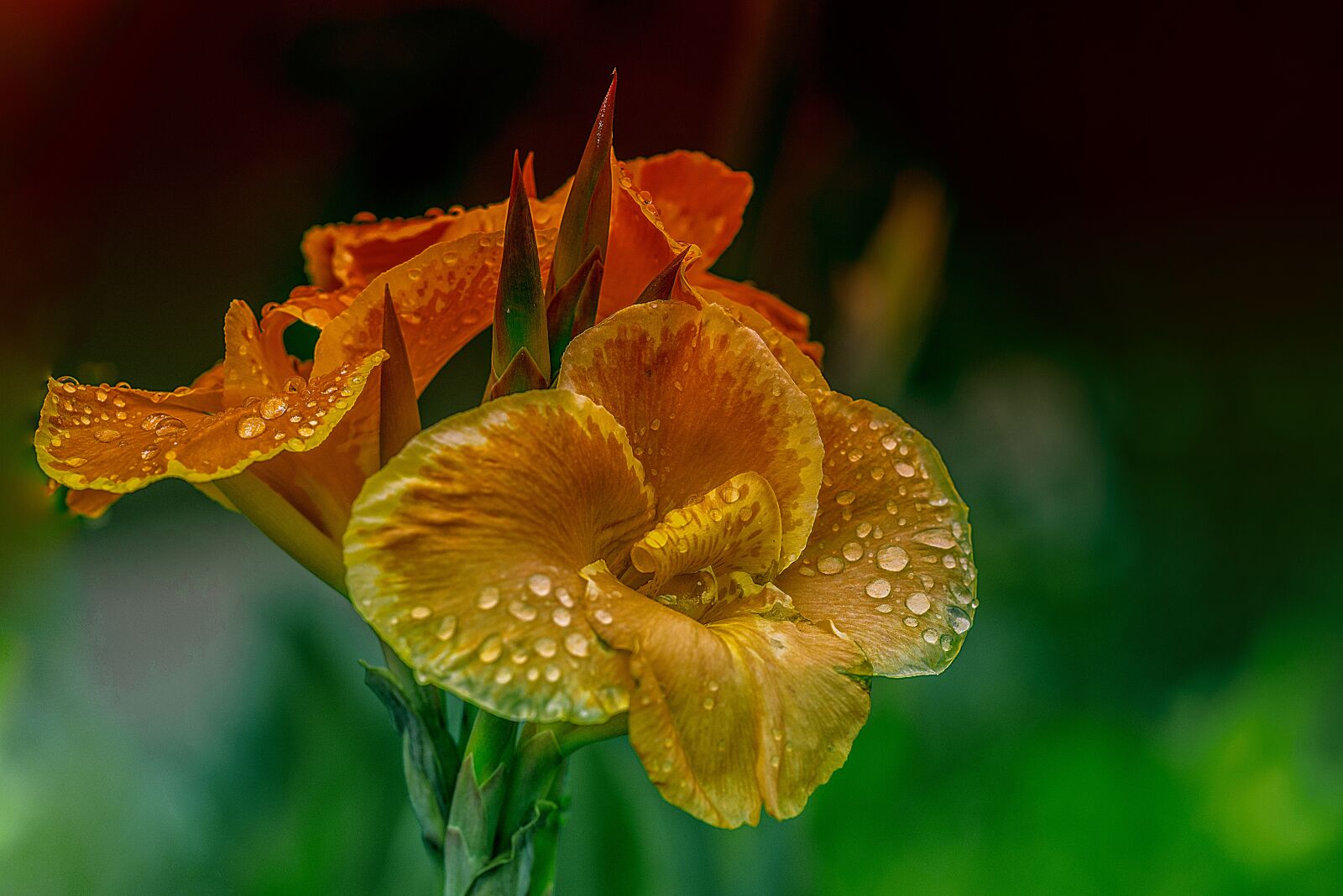 Nikon D600 sample photo. Flower, bella, nature photography